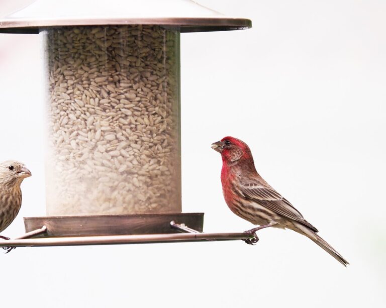 Winter Bird Feeding: Complete Guide for Birds That Stay Through Cold Weather (2026)