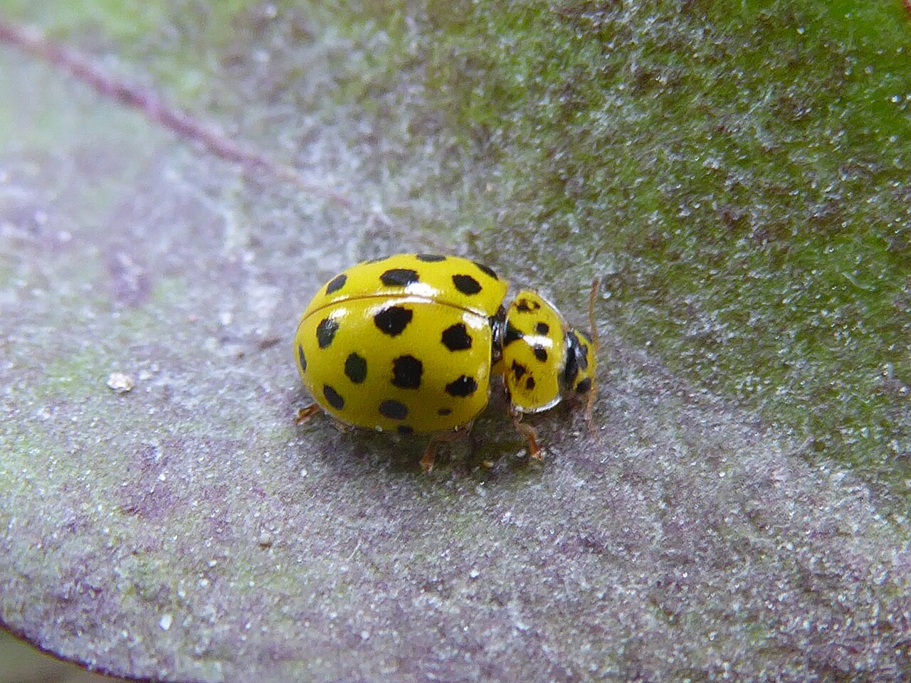 Yellow Ladybug: Species, Meaning, and Identification Guide