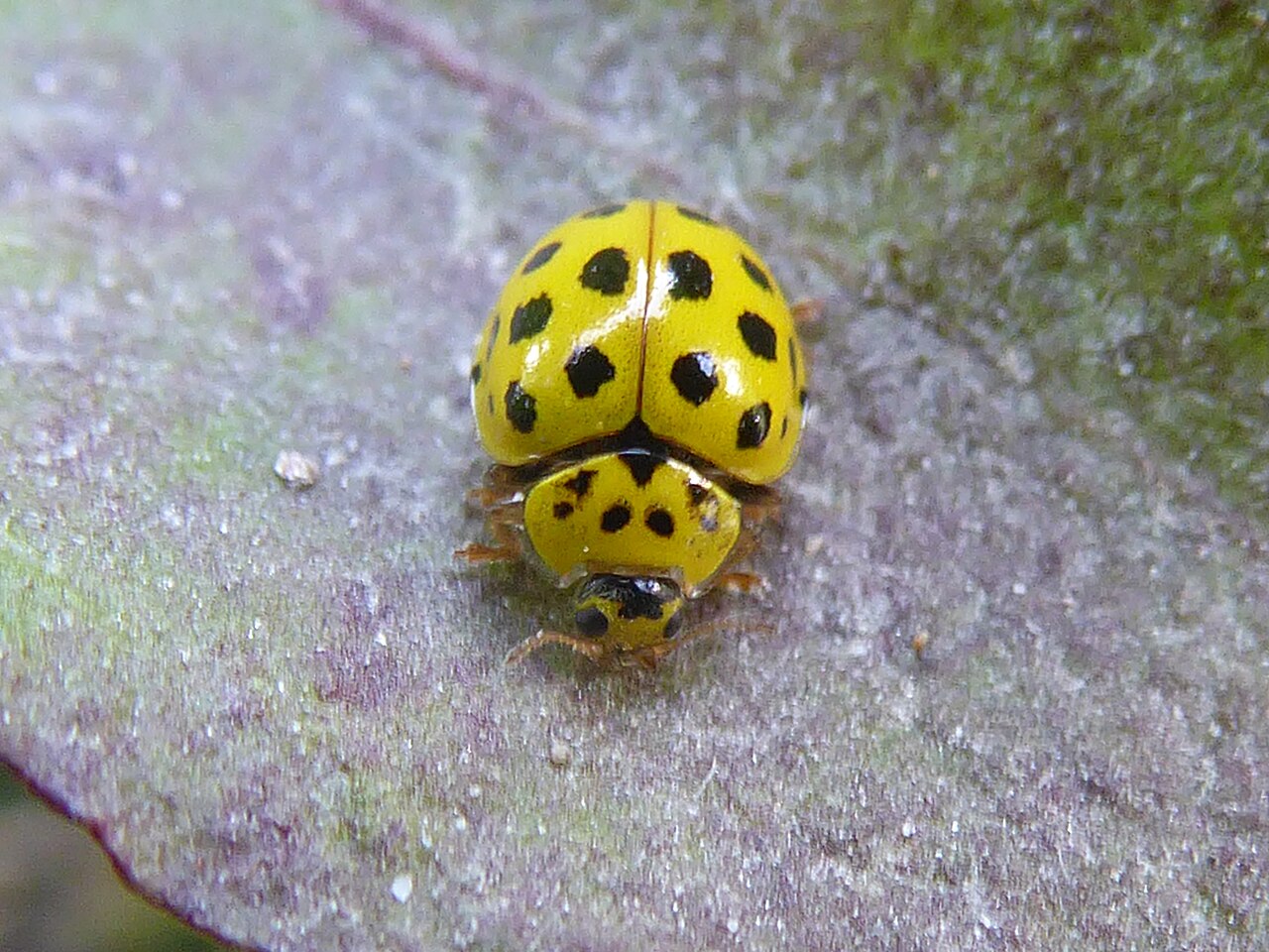 Yellow Ladybugs That Are Actually Newly Emerged Adults