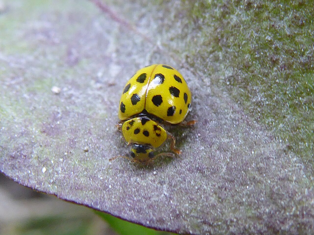 Common Yellow Ladybug Species in North America