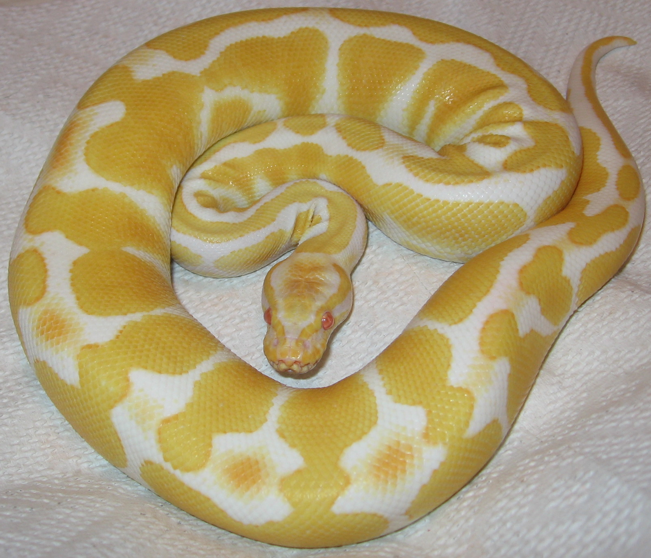 Albino Ball Python: Genetics, Care, Size, and Morphs
