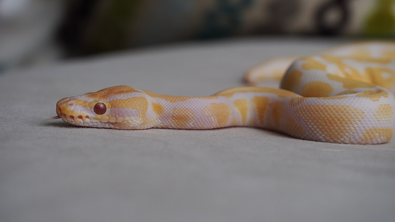 Albino, Leucistic, and Piebald