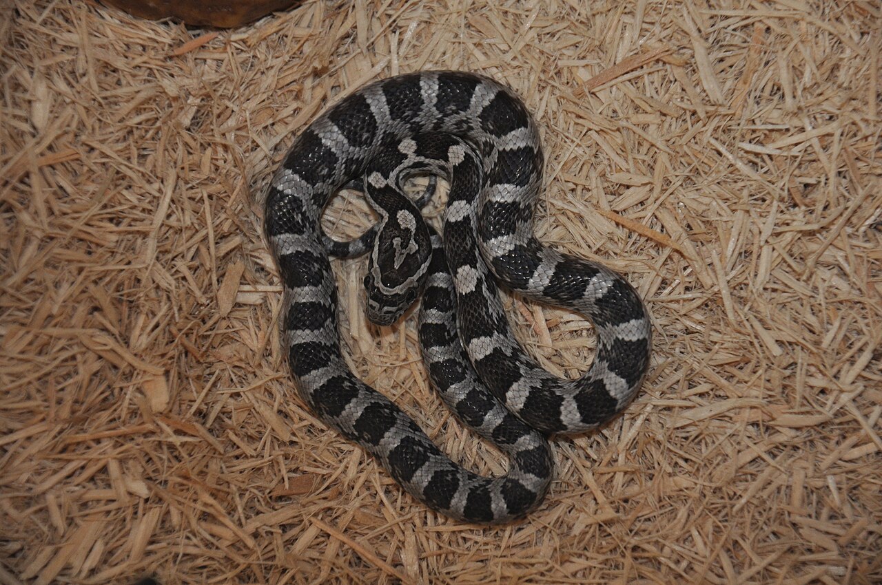 Albino Corn Snake: Genetics, Care, Size, and Morphs