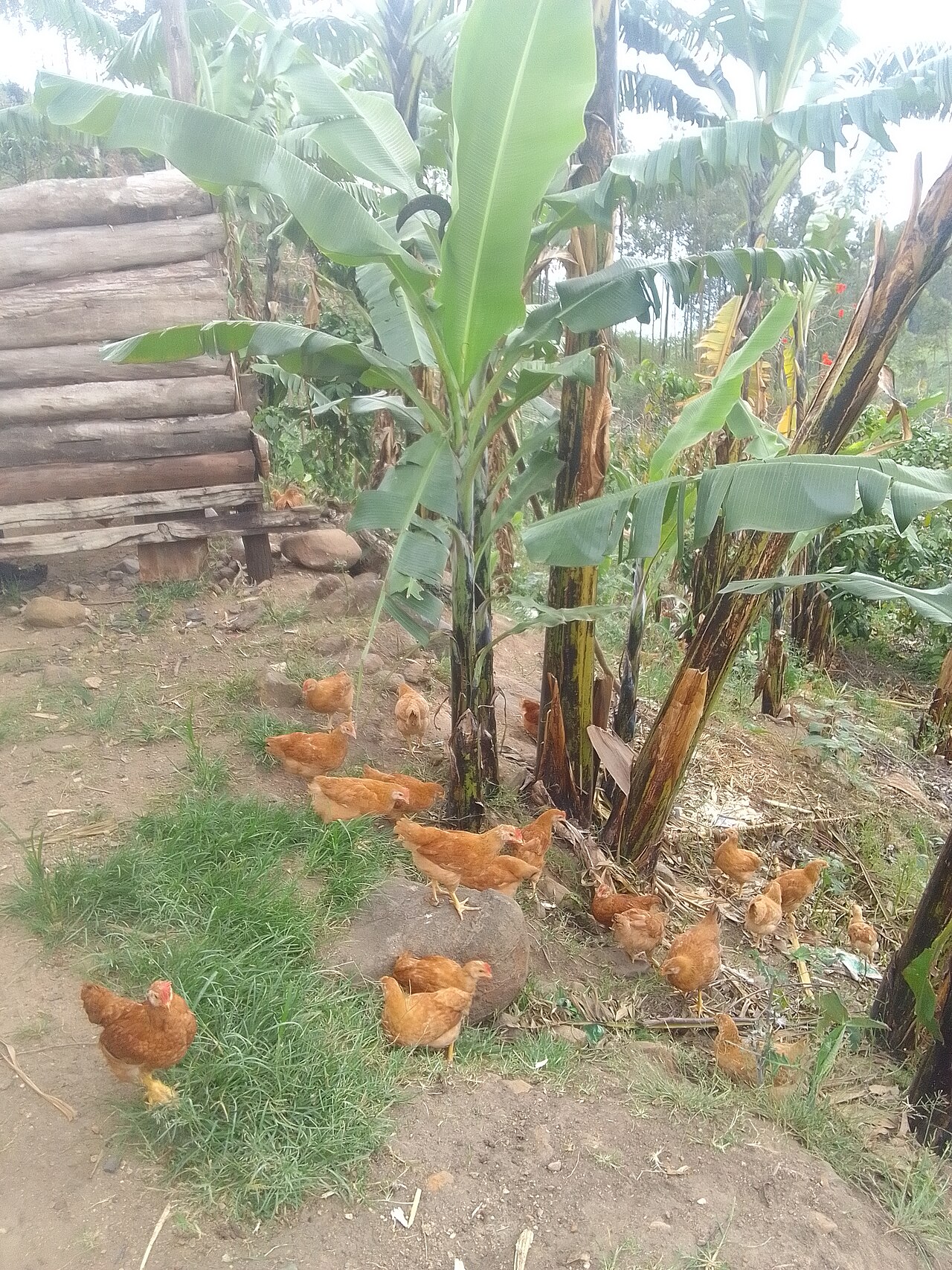 Free-ranging chickens foraging, the most reliable backyard tick eaters