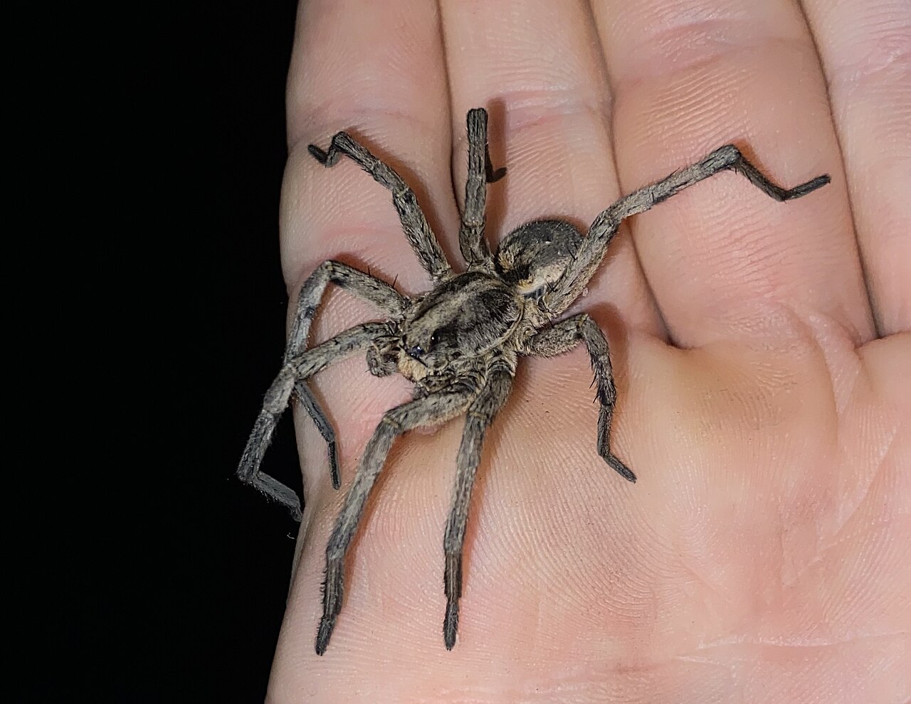 Carolina wolf spider, part of the invertebrate cleanup crew that hunts ticks in leaf litter