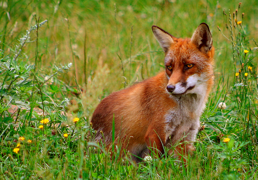 Are Foxes Dangerous? Risks to People, Pets, and Poultry