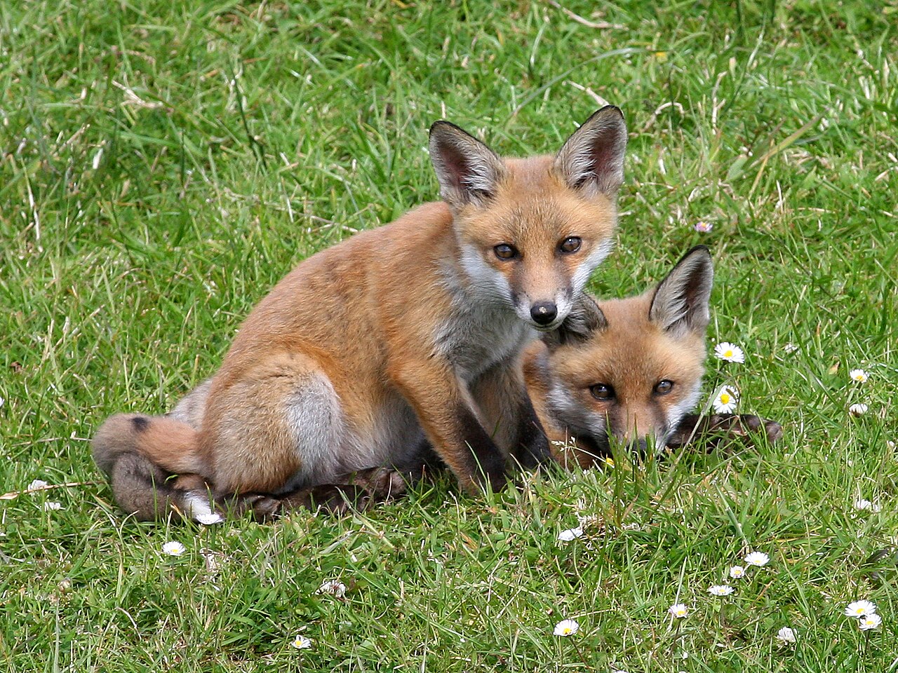 Do Foxes Attack Cats?