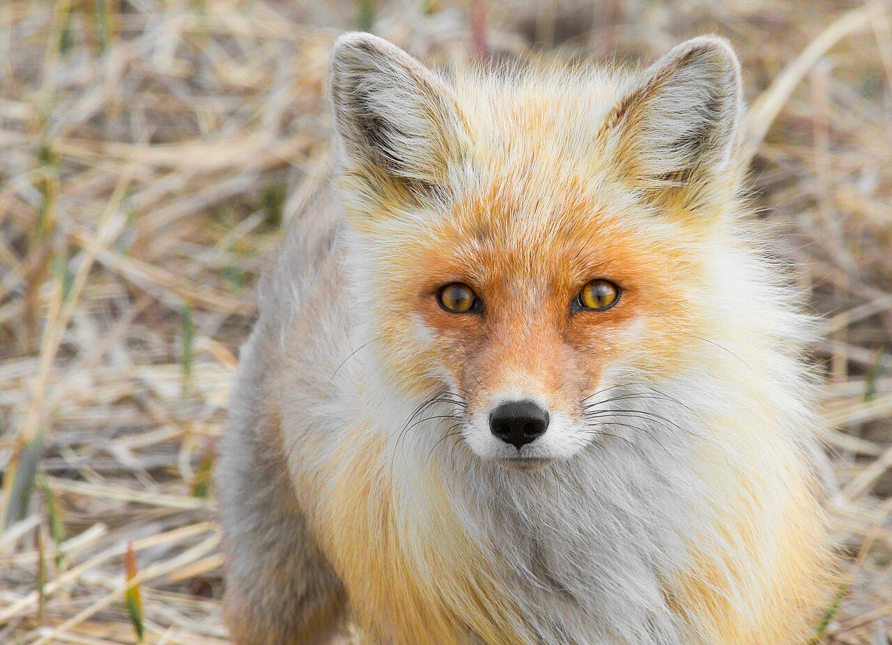 Do Foxes Attack Dogs?