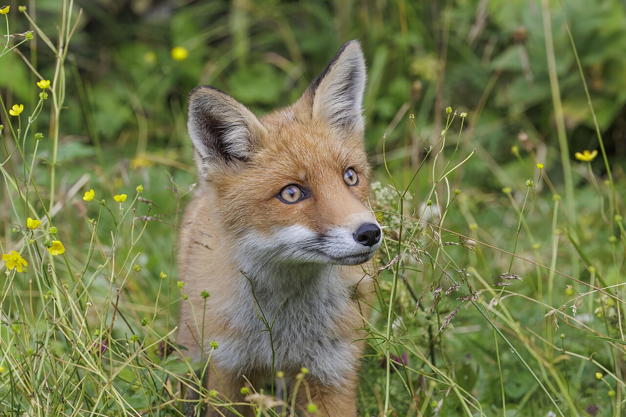 Daylight Does Not Mean Rabies