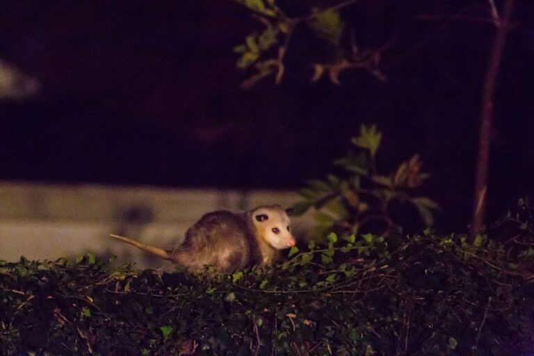 Are Possums Dangerous? Rabies, Bites, Pets, and Real Risks