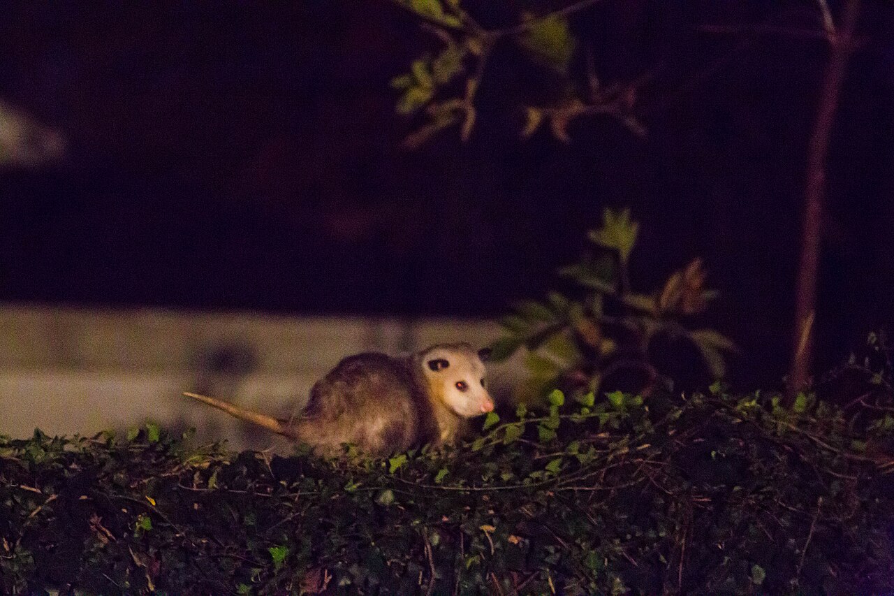 Are Possums Dangerous? Rabies, Bites, Pets, and Real Risks