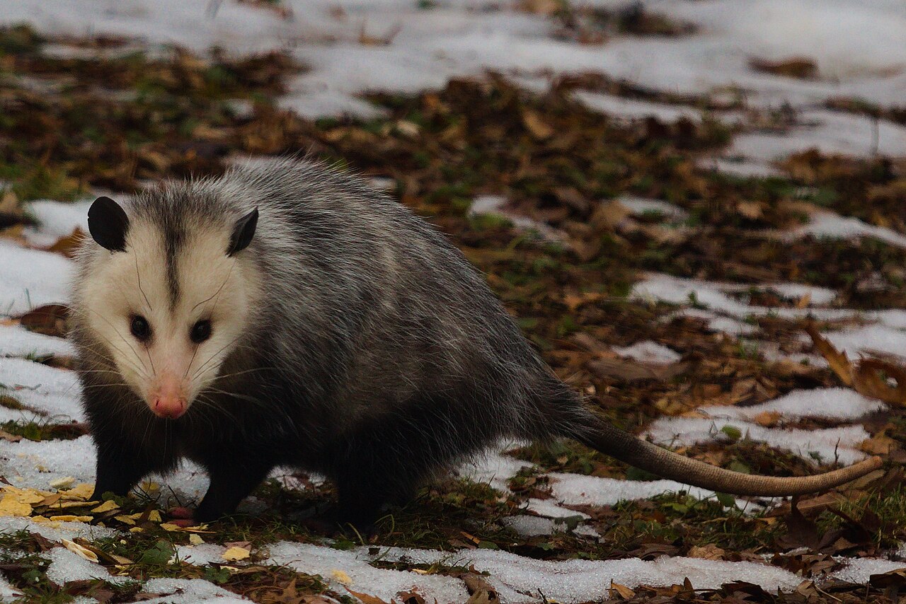 Do Possums Carry Rabies?