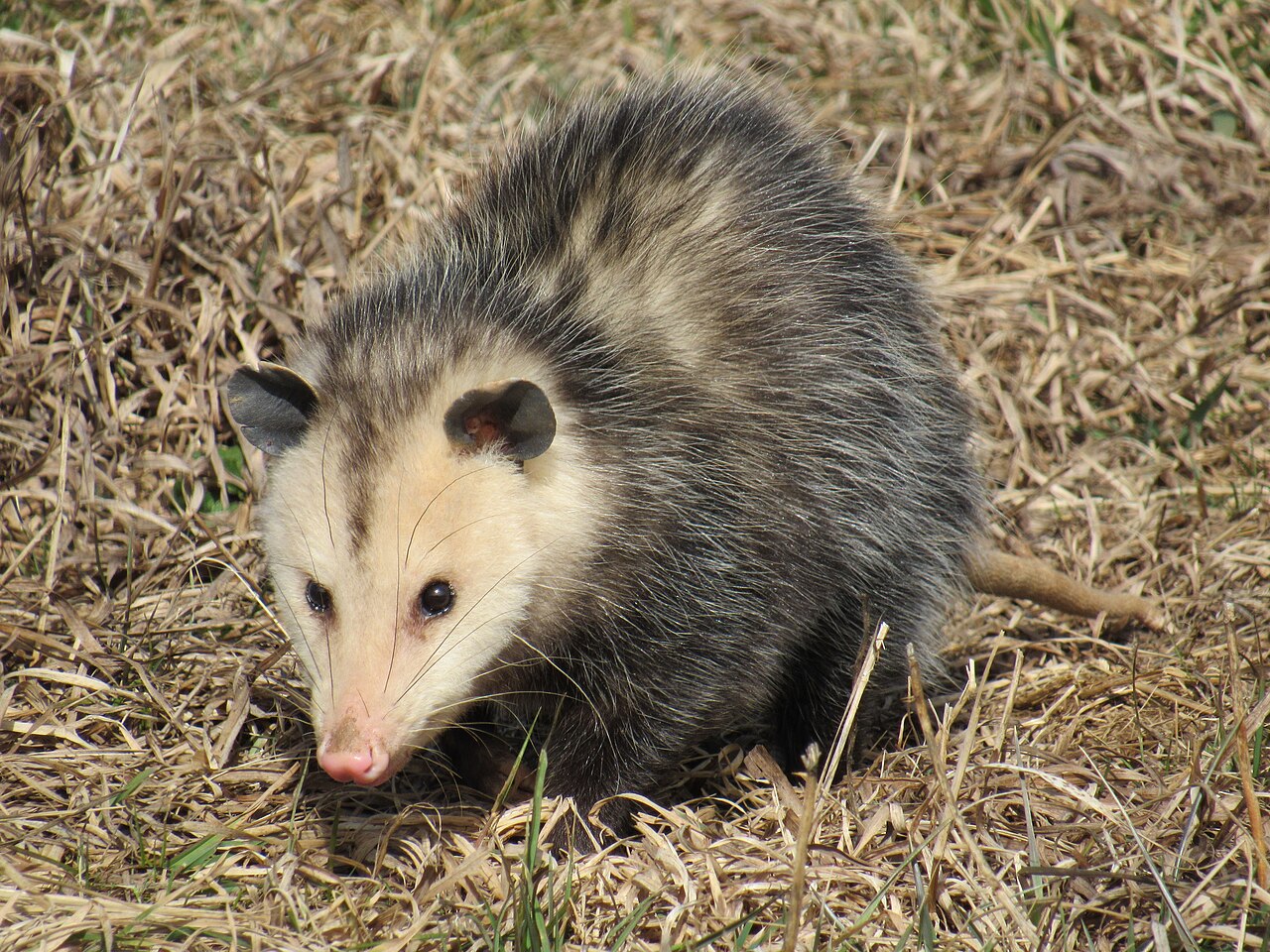Diseases Possums Can Carry