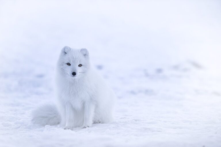 Baby Arctic Fox: Why Litters Are So Unusually Large