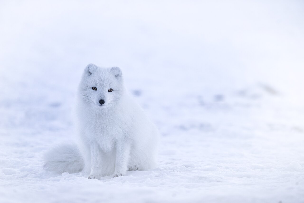 Baby Arctic Fox: Why Litters Are So Unusually Large
