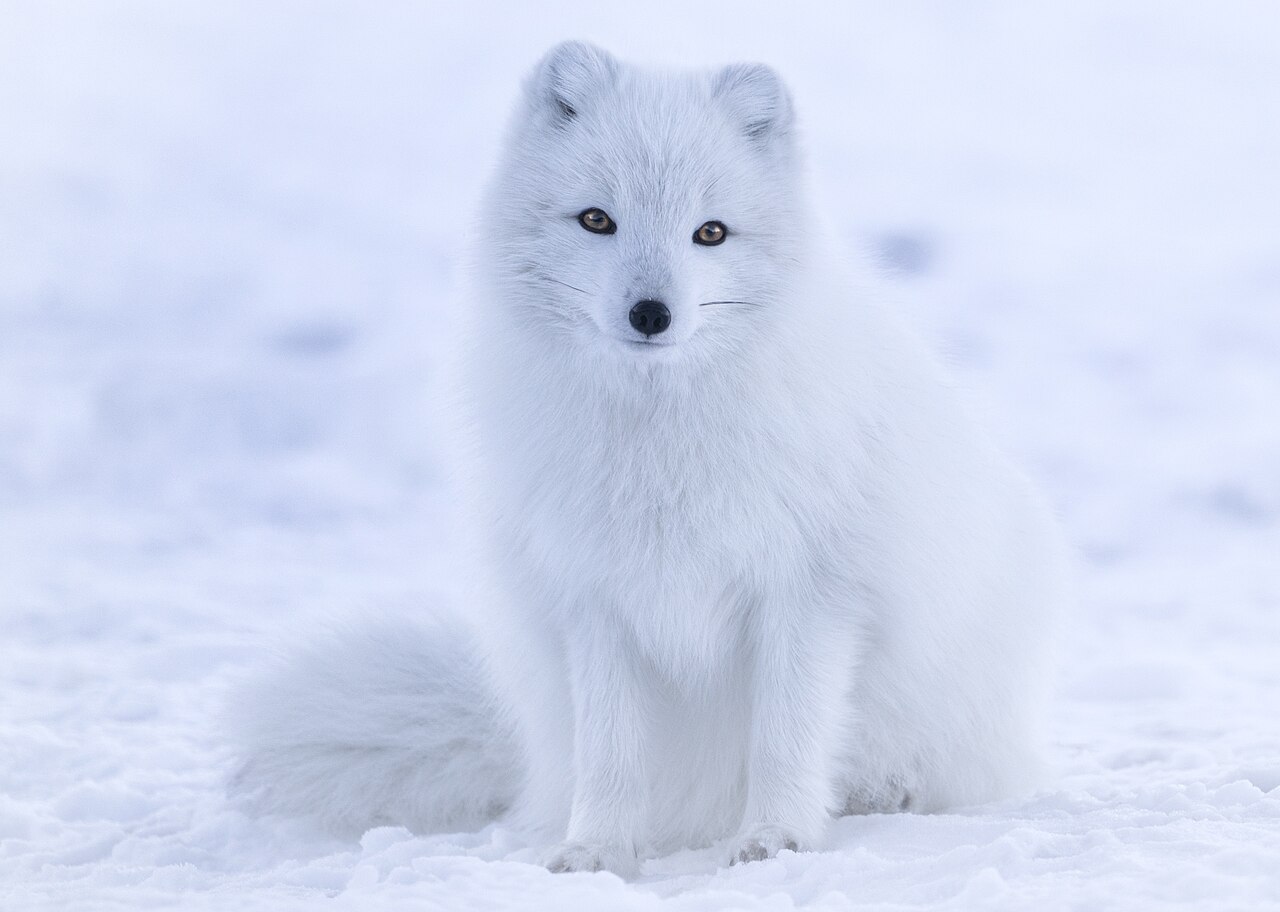 Den Systems: Multi-Generational Arctic Architecture
