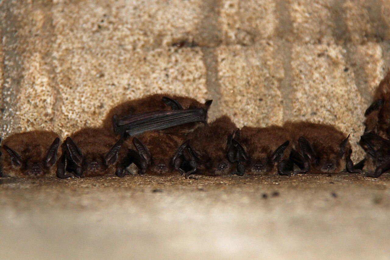 Maternity Roosts: The Bat Nursery