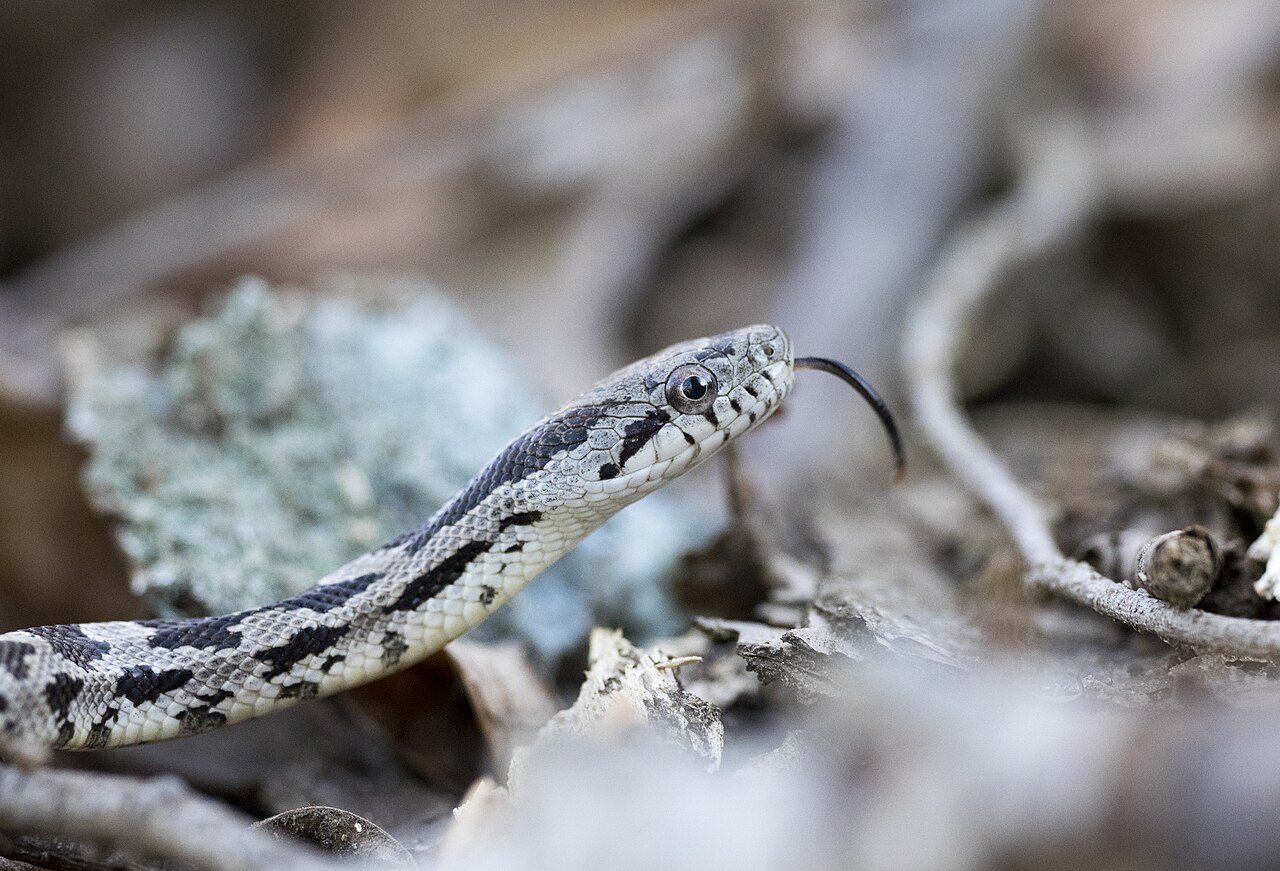 Baby Black Snake: Identifying Rat Snake and Racer Hatchlings