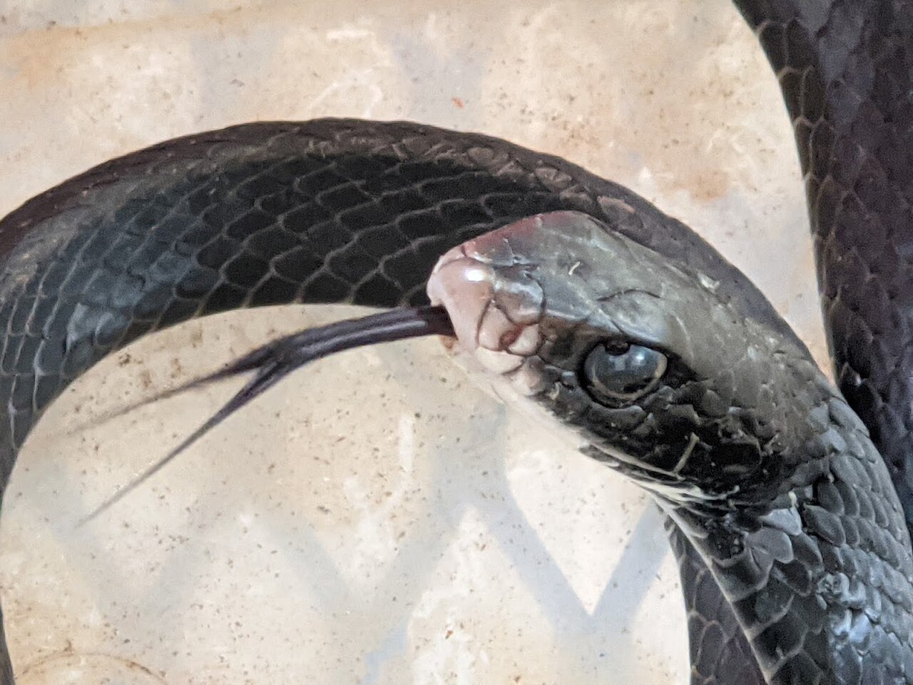 The Copperhead Check: Settling Every Panic