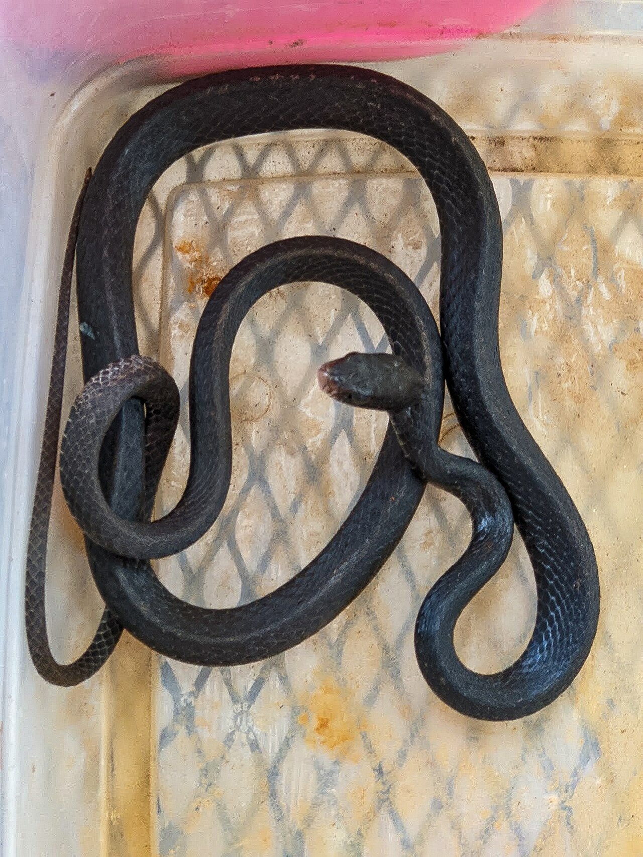 What to Do With One in Your Yard or House