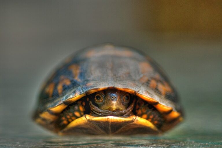 Baby Box Turtle: Growth, Care, and the 50-Year Commitment