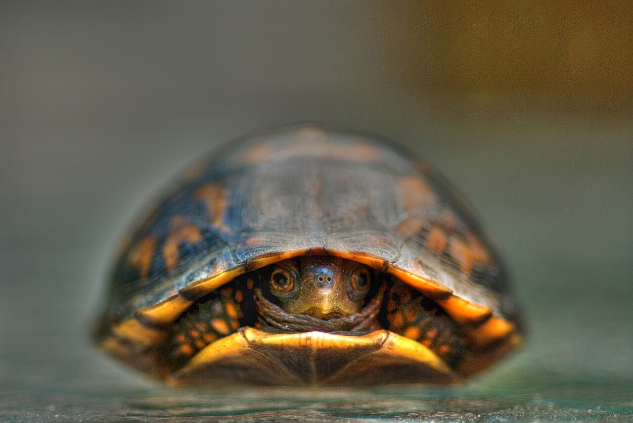 Baby Box Turtle: Growth, Care, and the 50-Year Commitment