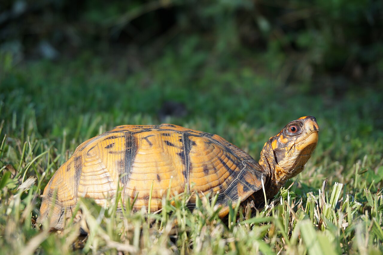 Box Turtles as Pets: A Genuine Long-Term Commitment