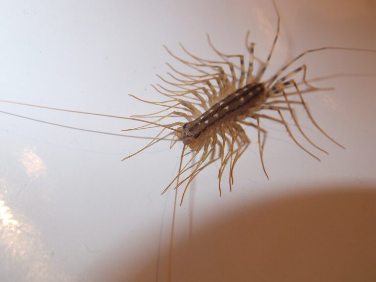 Baby Centipede: Legs, Development, and What They Mean