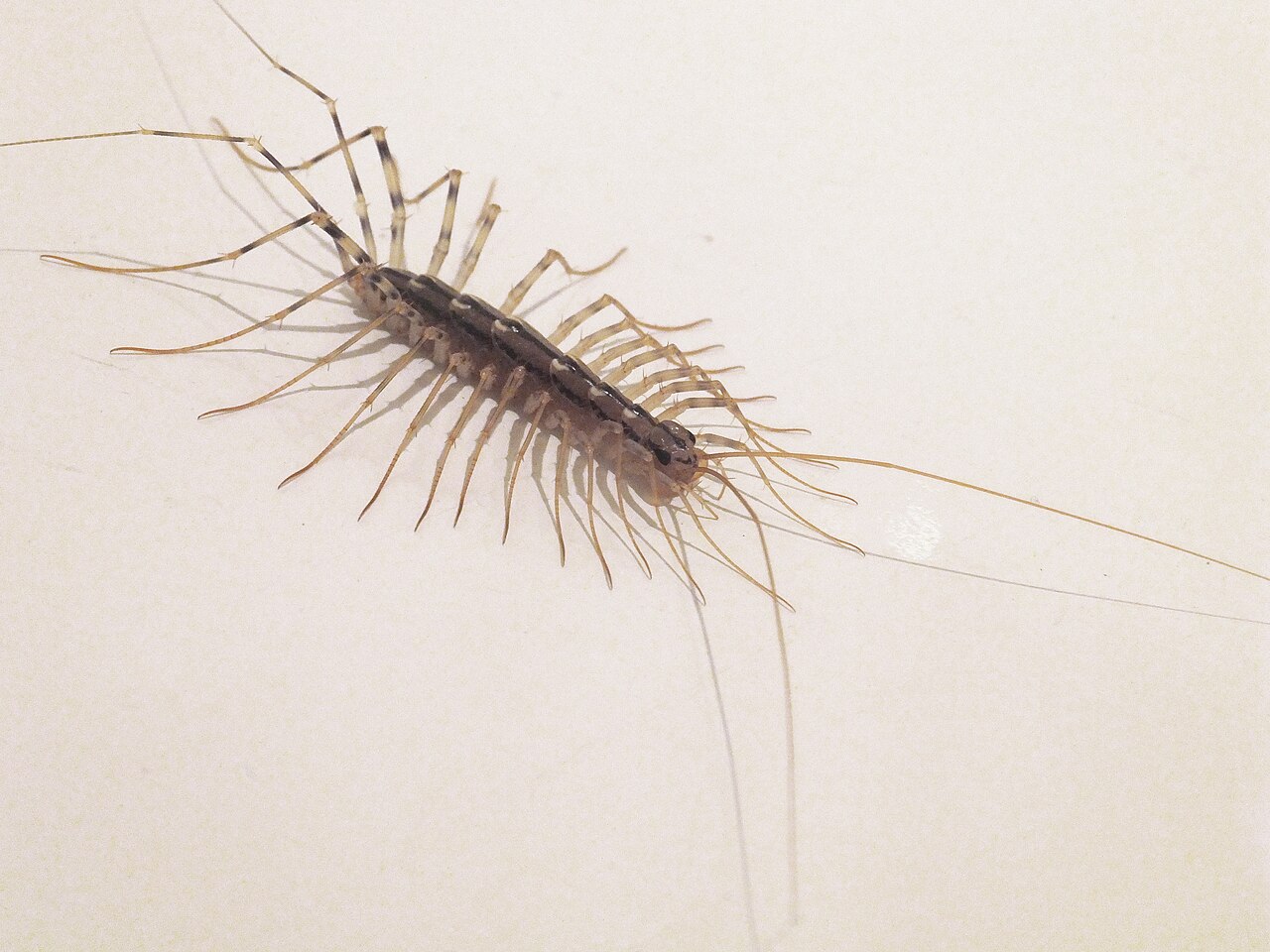 How Many Legs They End Up With