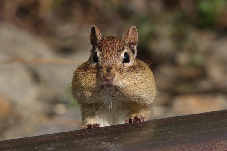 Baby Chipmunk: Growth Stages, Nests and What to Do