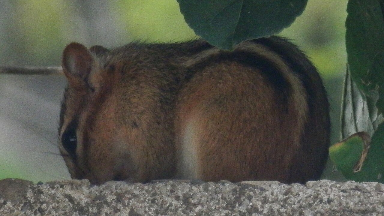 What Baby Chipmunks Look Like at Each Stage