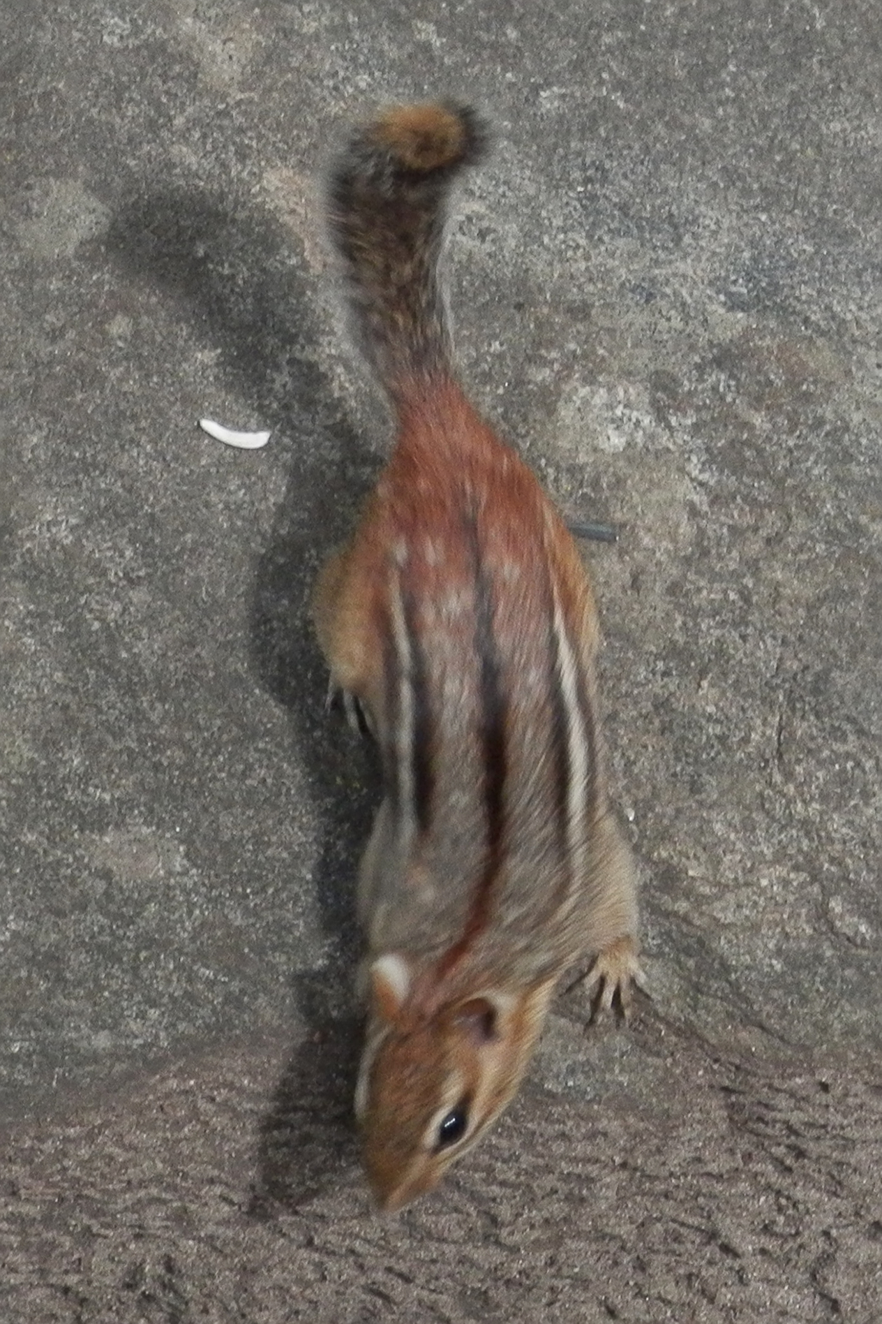 Where Baby Chipmunks Are Born