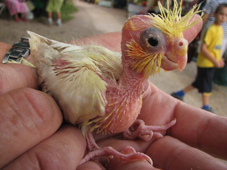 Baby Cockatiel: Hand-Feeding vs Parent-Raised Chicks