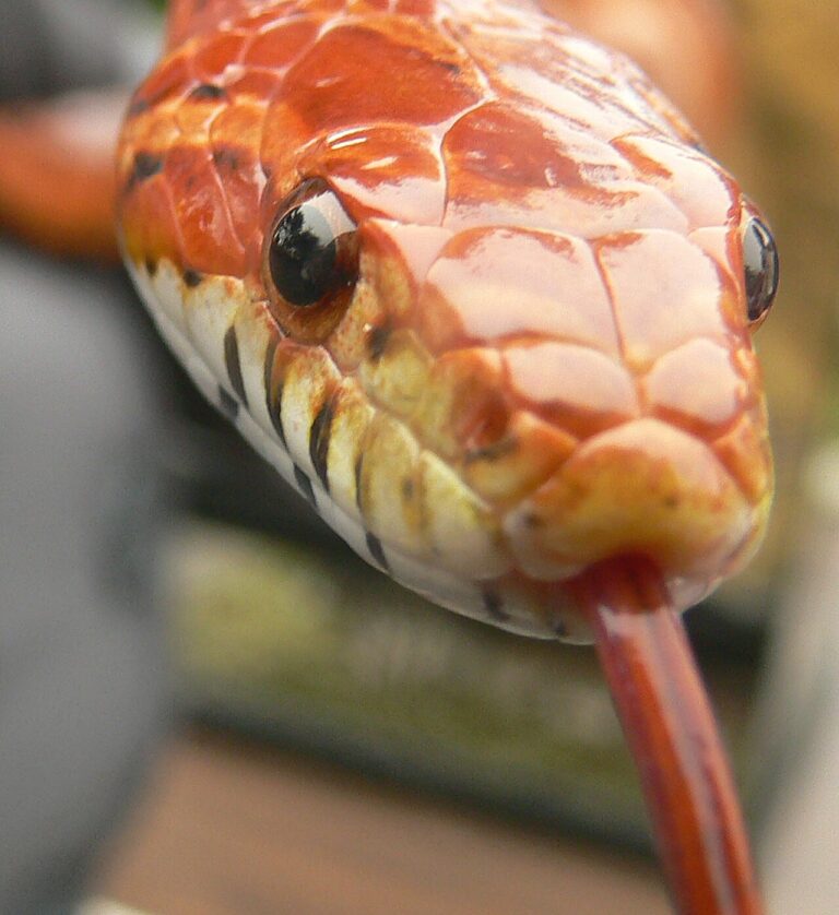 Baby Corn Snake: Growth, Morphs, and Care Basics