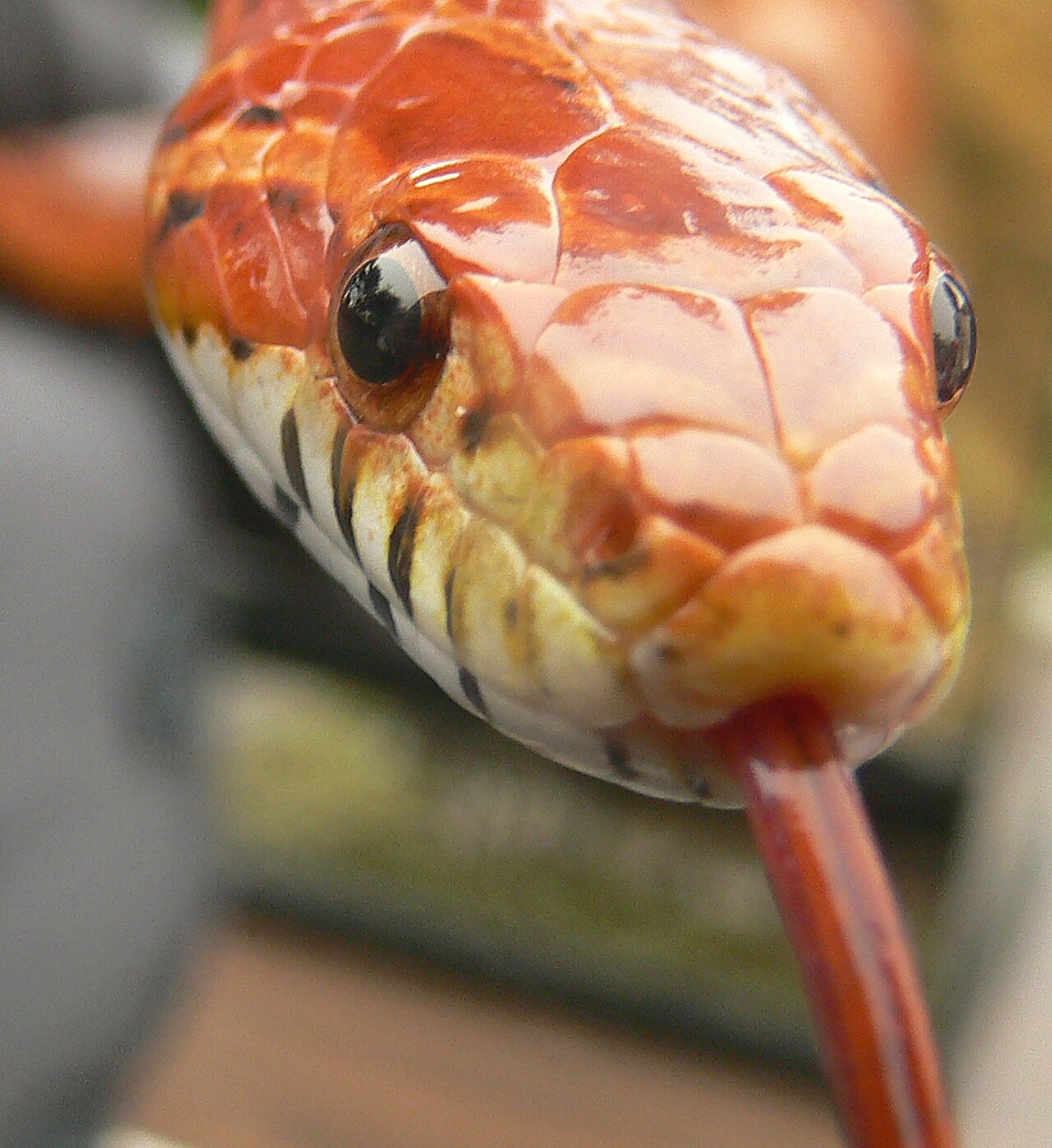 Baby Corn Snake: Growth, Morphs, and Care Basics