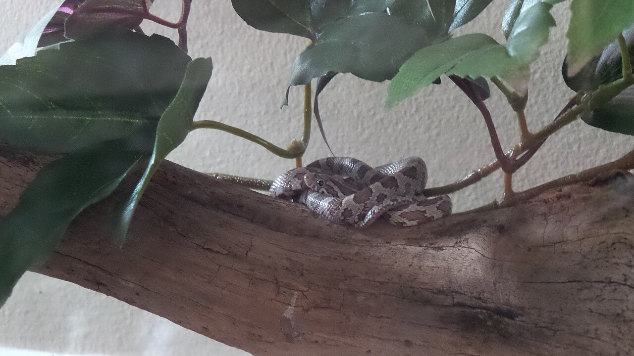 The Remarkable World of Corn Snake Color Morphs