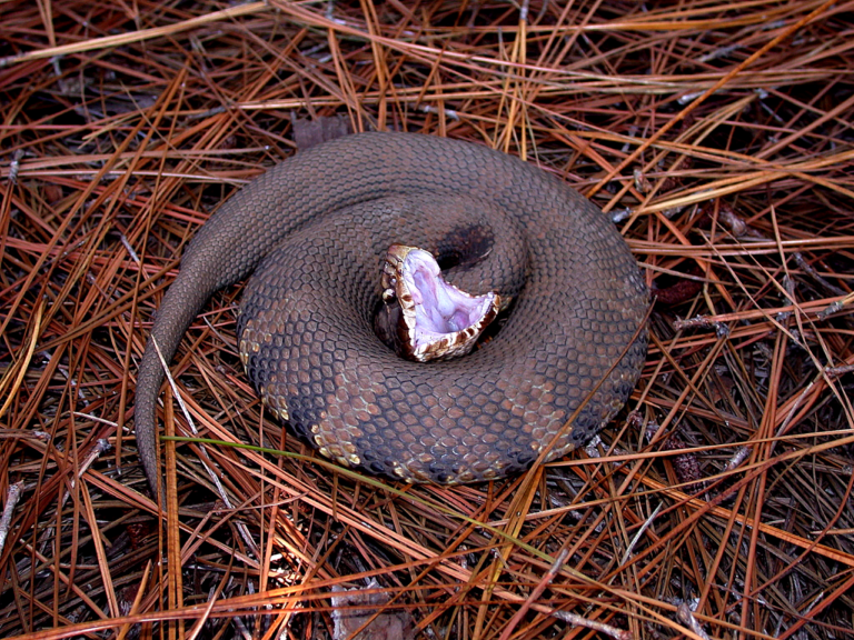 Baby Cottonmouth Snake: Venomous From Birth, Explained
