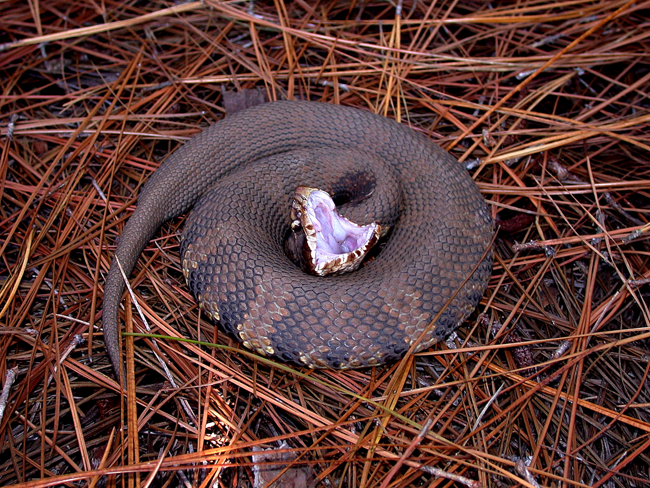 Baby Cottonmouth Snake: Venomous From Birth, Explained