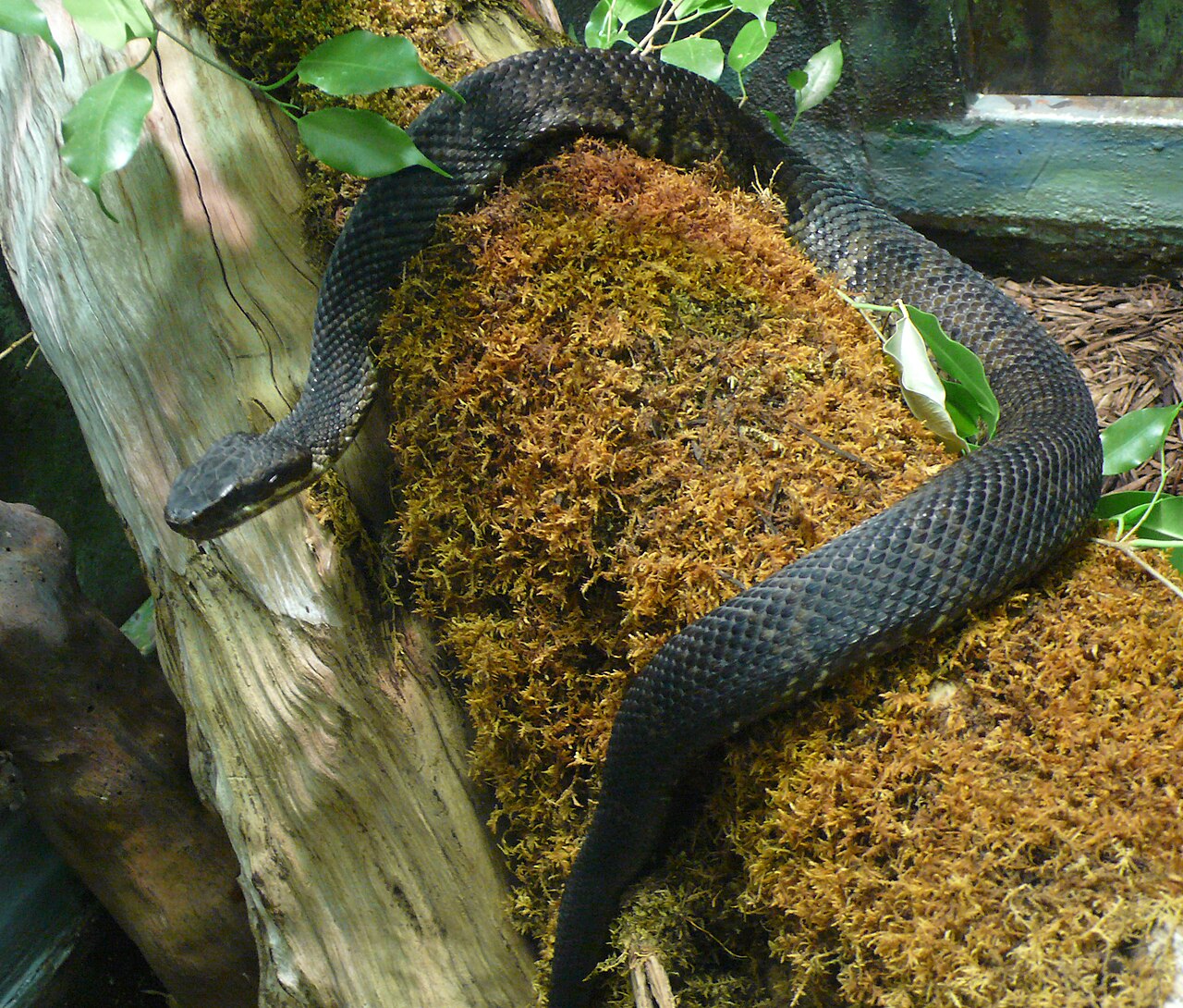 Live Birth: How Cottonmouths Reproduce