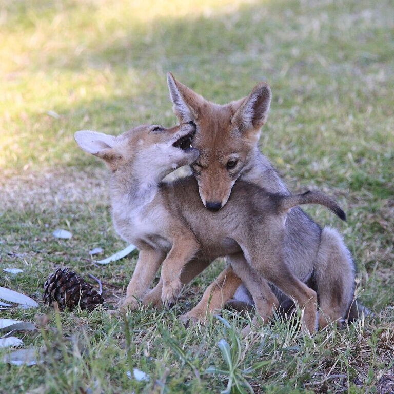 Baby Coyote: Pups, Dens, and What to Do If You Find One