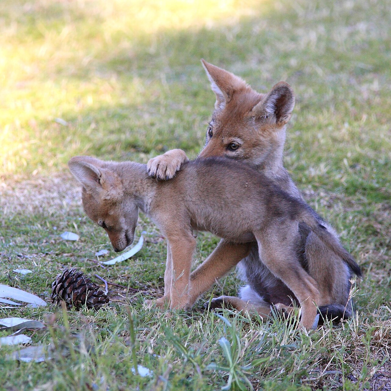Weaning and Learning to Hunt