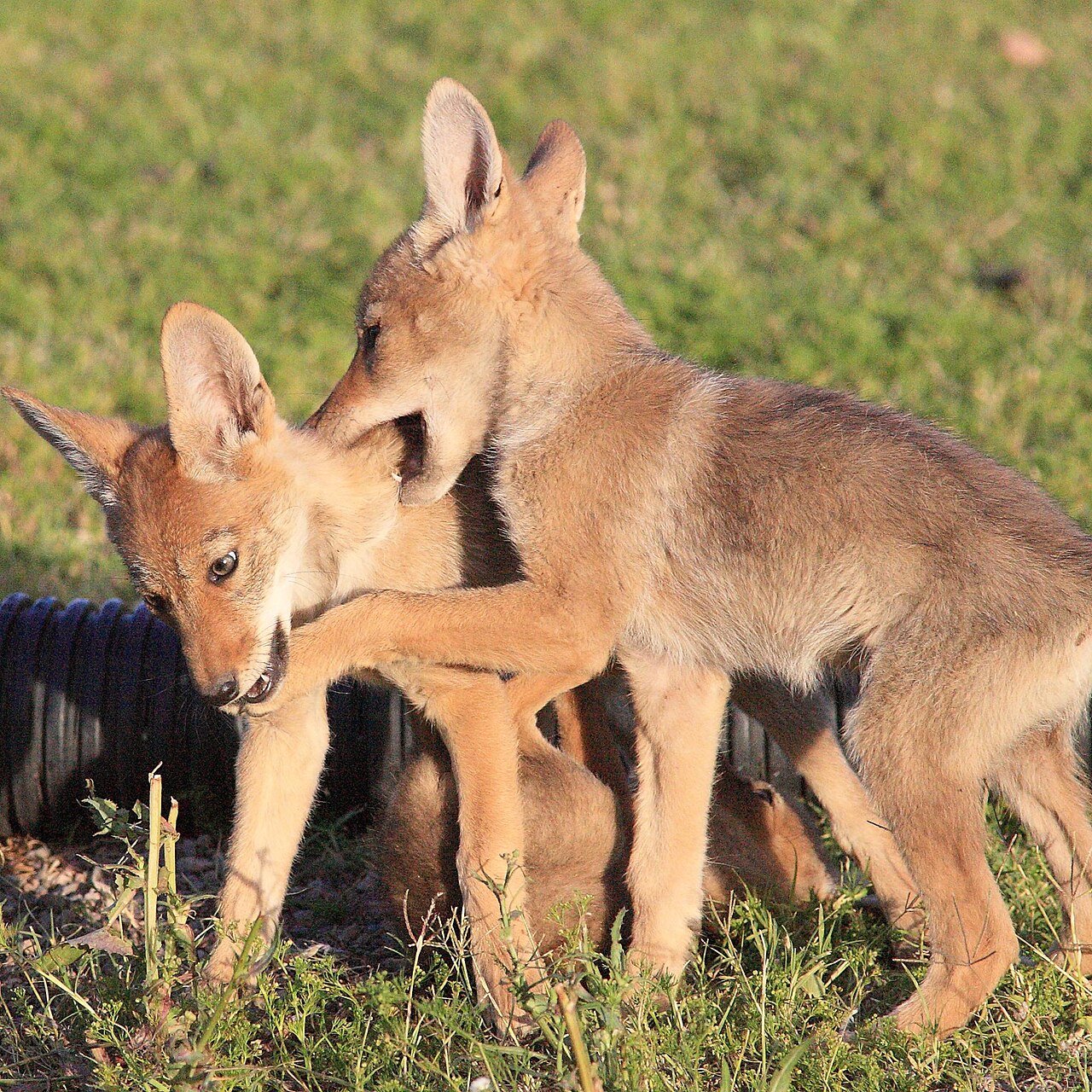 Coyote Pup or Puppy?