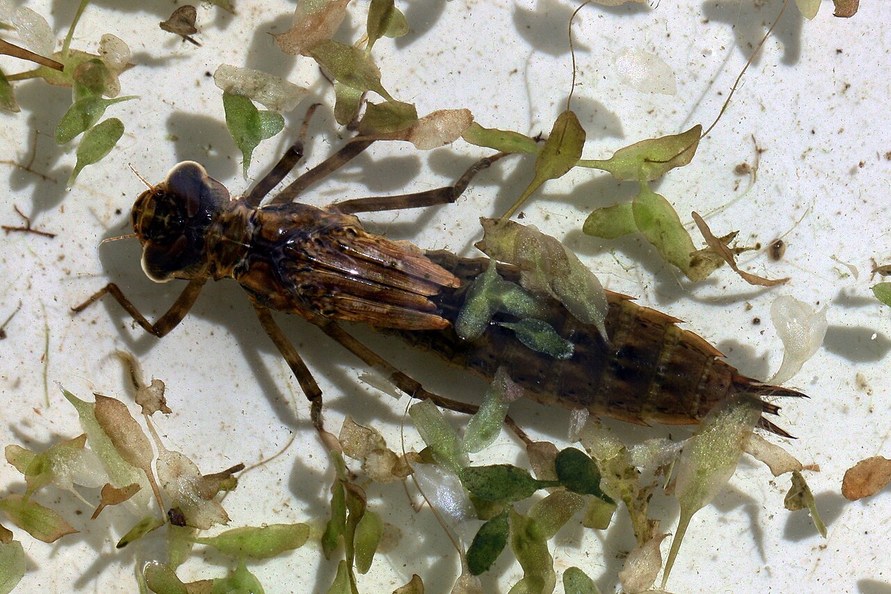What a Dragonfly Nymph Looks Like