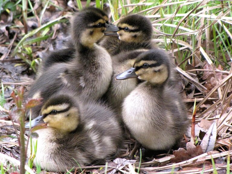 Baby Duck: Why Ducklings Are Not Waterproof