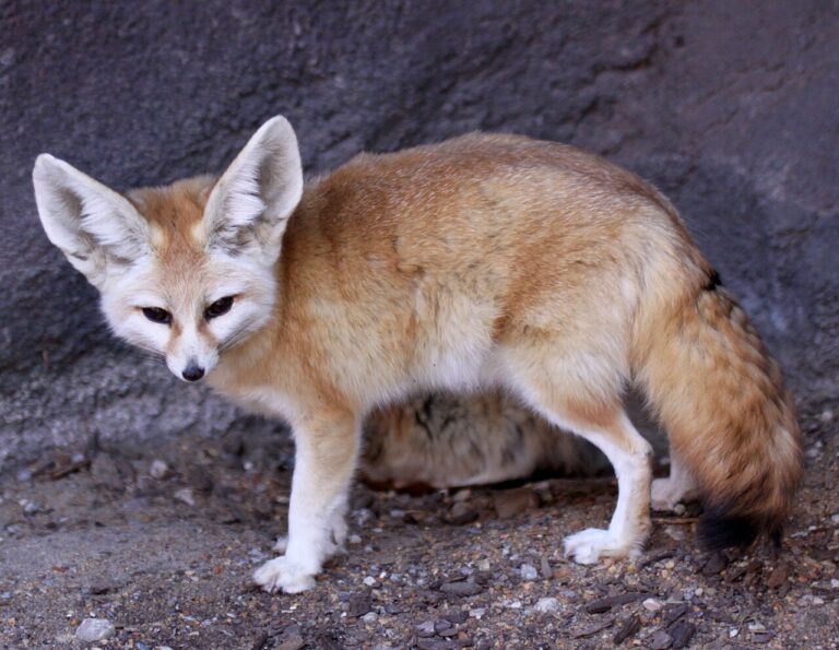 Baby Fennec Fox: The Biology Behind Those Famous Ears