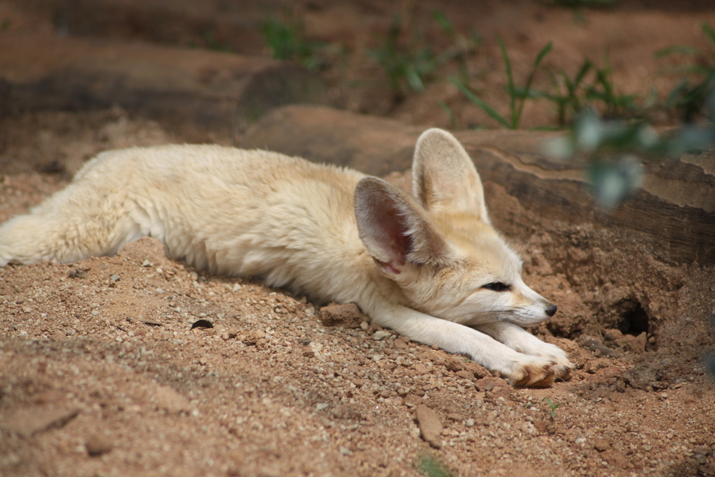 The Biology Behind Those Enormous Ears