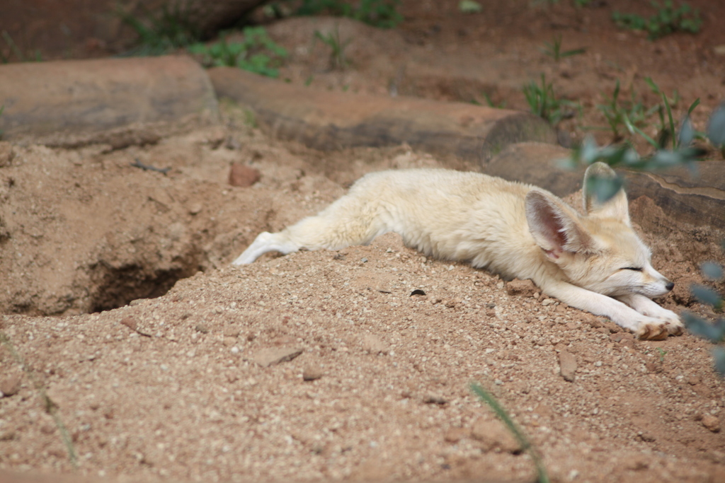 Fennec Foxes Among the World's Other Fox Species