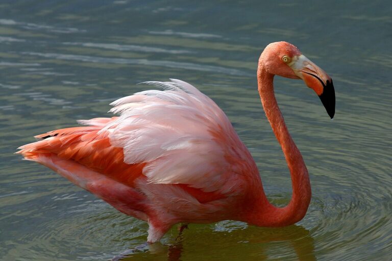 Baby Flamingo: Why Chicks Aren’t Born Pink