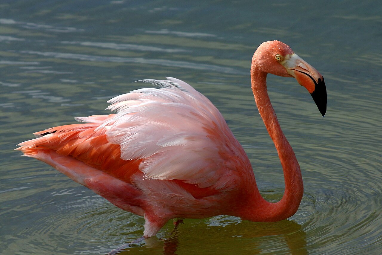 Baby Flamingo: Why Chicks Aren’t Born Pink