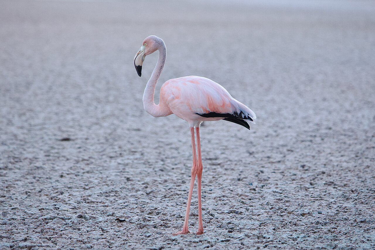 The Real Reason Flamingos Are Pink